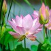 Robert Lynn Flinchum Obituary