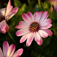 Rachel Ilene Hurley Powers Obituary
