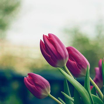 Rosa Ivonia Bullock's obituary , Passed away on October 18, 2024 in Emporia, Virginia