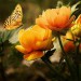 Victor Anthony Shaheen Obituary